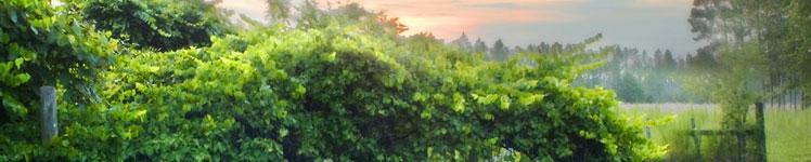 Vinotéka
